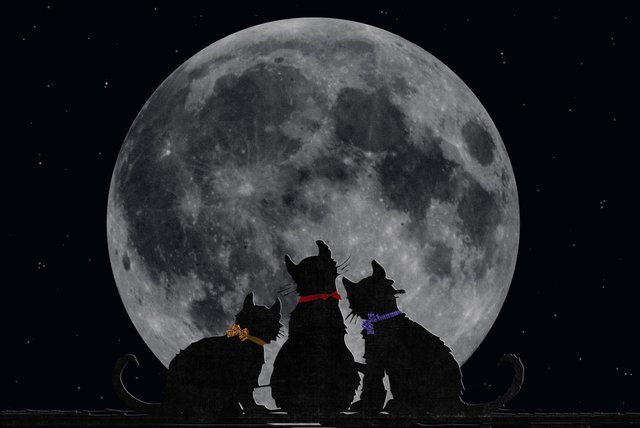 満月 黒猫