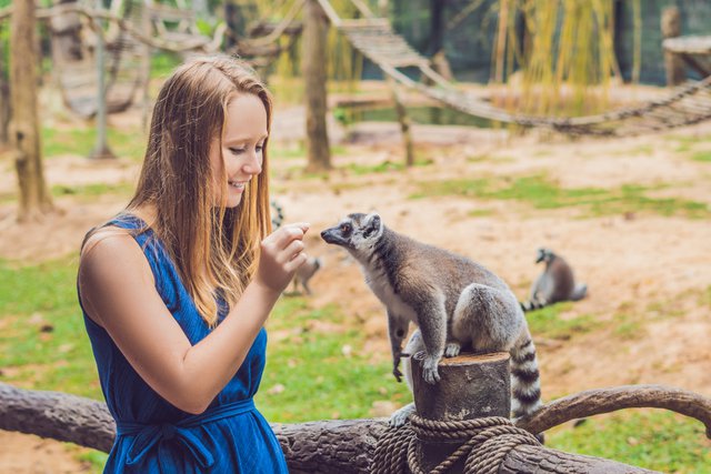 動物園で動物と触れ合う女性